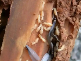 衡东白蚁防治公司分享家庭白蚁自查方法，快速识别虫害隐患